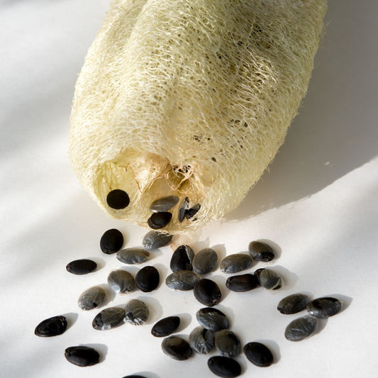 Luffa/Loofah Seeds - Grown All Naturally Packed for 2024