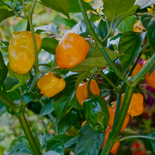 Heirloom Orange Habanero Pepper Seeds - Capsicum chinense