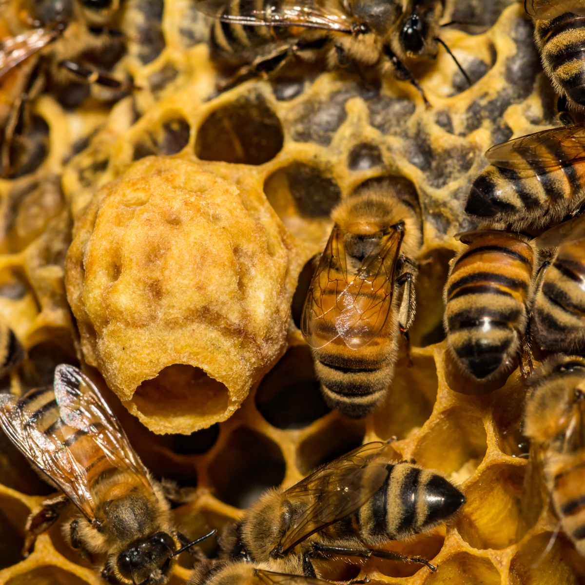 Beekeeping 101: A beginners Guide To Raising Honey Bees
