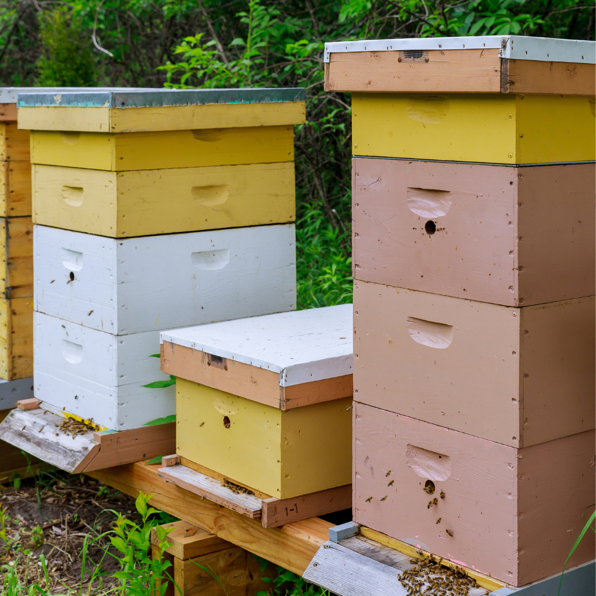 Beekeeping 101: A beginners Guide To Raising Honey Bees