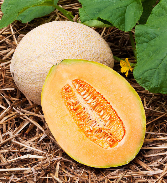 Hales Best Jumbo Cantaloupe